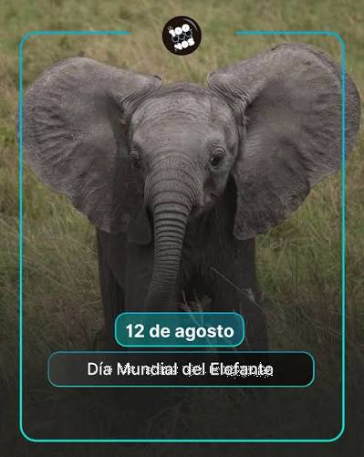 Día Mundial del Elefante