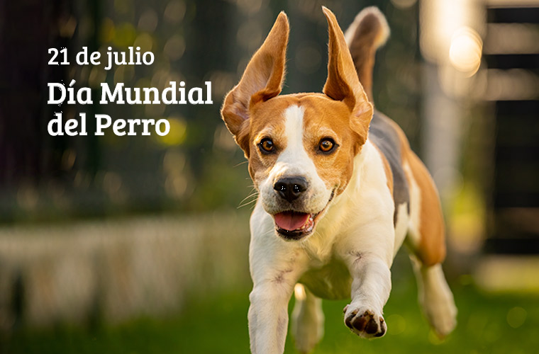 dia mundial del perro